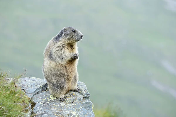 Alpine Marmot -Marmota marmota-, Grossglockner, Hohe Tauern National Park, Tyrol, Austria
