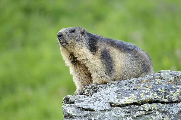 Alpine Marmot -Marmota marmota-, Grossglockner, Hohe Tauern National Park, Tyrol, Austria