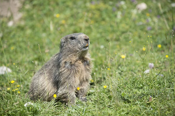 Alpine Marmot -Marmota marmota- in a meadow, Dachstein, Bachlalm, Styria, Austria