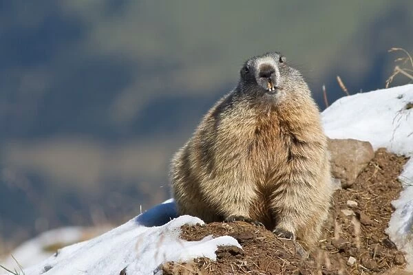Alpine Marmot -Marmota marmota-, Oberallgau, Allgau, Swabia, Bavaria, Germany