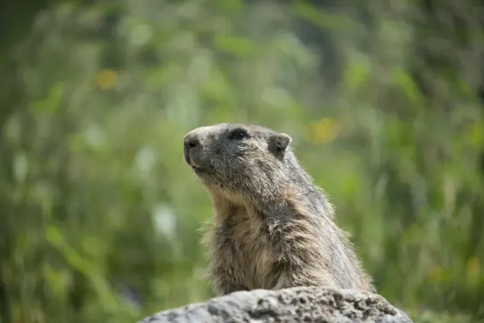 Framed Print : Alpine Marmot -Marmota marmota- on a stone, Dachstein, Bachlalm, Styria, Austria Framed Print : Alpine Marmot -Marmota marmota- on a stone, Dachstein, Bachlalm, Styria, Austria