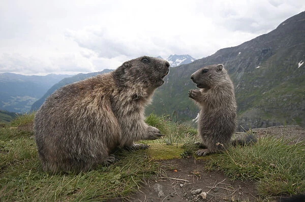 Alpine marmot -Marmota marmota- with young, High Tauern National Park, Carinthia, Austria