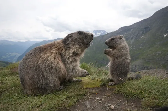 Framed Print : Alpine marmot -Marmota marmota- with young, High Tauern National Park, Carinthia, Austria Framed Print : Alpine marmot -Marmota marmota- with young, High Tauern National Park, Carinthia, Austria
