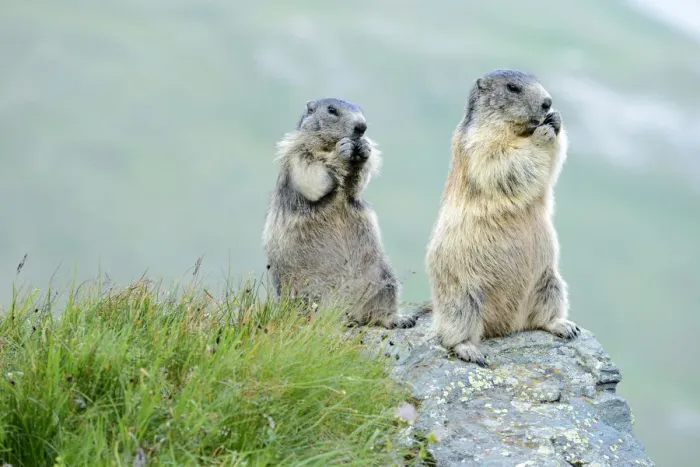 Framed Print : Two Alpine Marmots -Marmota marmota-, feeding, Grossglockner, Hohe Tauern National Park, Tyrol, Austria Framed Print : Two Alpine Marmots -Marmota marmota-, feeding, Grossglockner, Hohe Tauern National Park, Tyrol, Austria