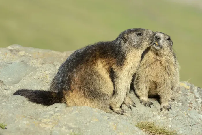 Framed Print : Two Alpine Marmots -Marmota marmota-, sniffing each other, Grossglockner, Hohe Tauern National Park, Tyrol, Austria Framed Print : Two Alpine Marmots -Marmota marmota-, sniffing each other, Grossglockner, Hohe Tauern National Park, Tyrol, Austria