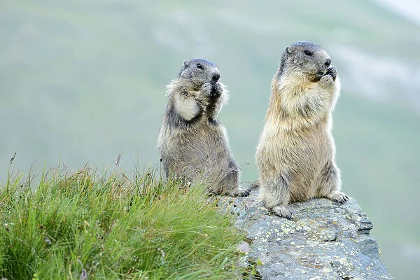Two Alpine Marmots -Marmota marmota-, feeding, Grossglockner, Hohe Tauern National Park, Tyrol, Austria