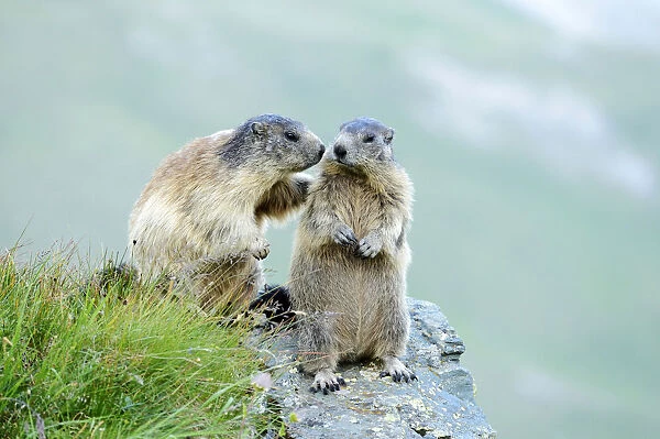 Two Alpine Marmots -Marmota marmota- sniffing each other, Grossglockner, Hohe Tauern National Park, Tyrol, Austria