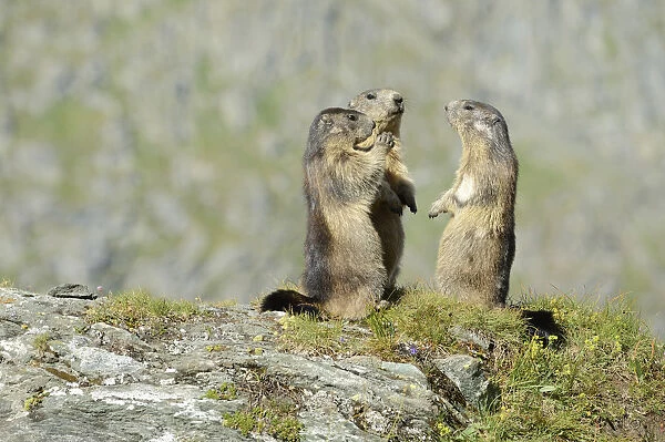Alpine Marmots -Marmota marmota- standing in a circle, Grossglockner, Hohe Tauern National Park, Tyrol, Austria