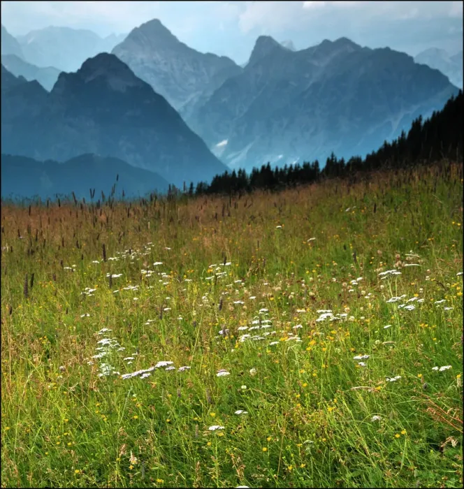 Framed Print : Alpine meadow Framed Print : Alpine meadow