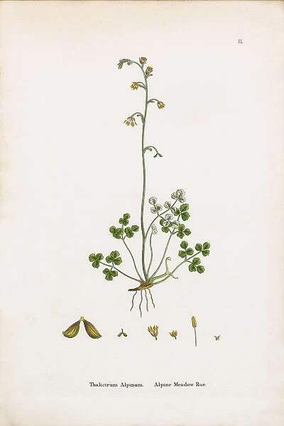Alpine Meadow Rue, Thalictrum Alpinum, Victorian Botanical Illustration, 1863