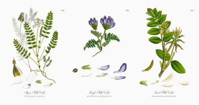 Framed Print : Alpine Milk Vetch, Astragalus alpinus, Victorian Botanical Illustration, 1863 Framed Print : Alpine Milk Vetch, Astragalus alpinus, Victorian Botanical Illustration, 1863