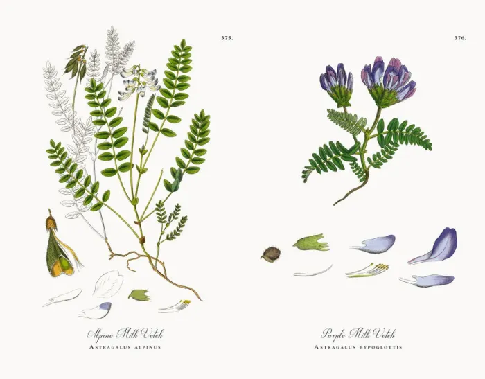 Framed Print : Alpine Milk Vetch, Astragalus alpinus, Victorian Botanical Illustration, 1863 Framed Print : Alpine Milk Vetch, Astragalus alpinus, Victorian Botanical Illustration, 1863