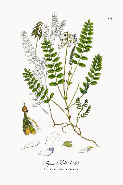 Alpine Milk Vetch, Astragalus alpinus, Victorian Botanical Illustration, 1863