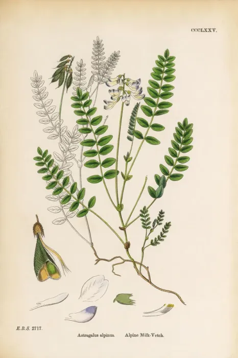 Framed Print : Alpine Milk Vetch, Astragalus alpinus, Victorian Botanical Illustration, 1863 Framed Print : Alpine Milk Vetch, Astragalus alpinus, Victorian Botanical Illustration, 1863