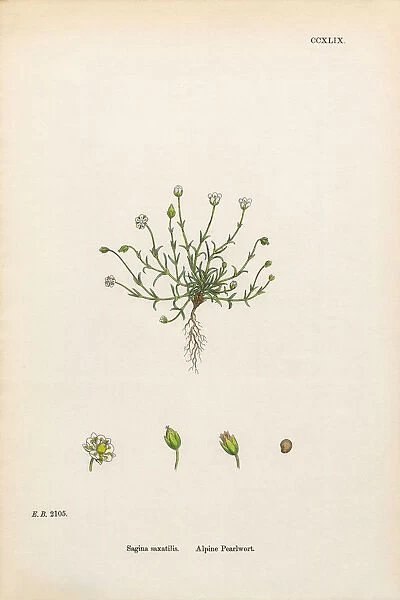 Alpine Pearlwort, Sagina saxatilis, Victorian Botanical Illustration, 1863