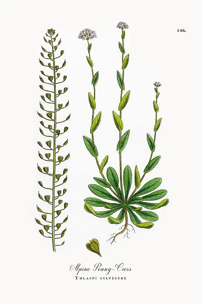 Alpine Penny-Cress, Thlaspi sylvestre, Victorian Botanical Illustration, 1863