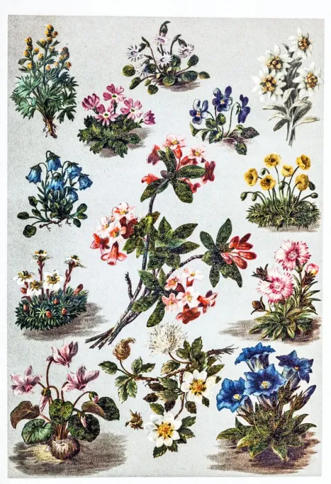 Framed Print : Alpine plants Framed Print : Alpine plants
