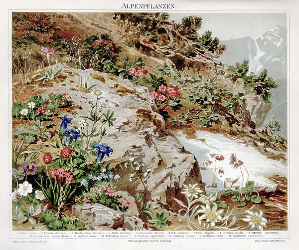 Alpine plants chromolithograph 1895