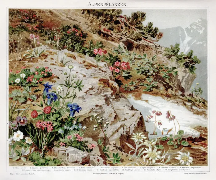 Framed Print : Alpine plants chromolithograph 1895 Framed Print : Alpine plants chromolithograph 1895