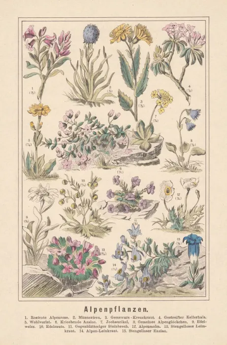 Framed Print : Alpine plants, hand-colored lithograph, published in 1890 Framed Print : Alpine plants, hand-colored lithograph, published in 1890
