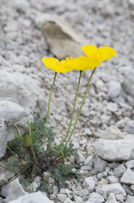 Framed Print : Alpine Poppy (Papaver rhaeticum) Framed Print : Alpine Poppy (Papaver rhaeticum)