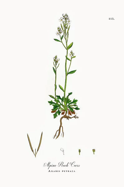 Alpine Rock Cress, Arabis petraea, Victorian Botanical Illustration, 1863