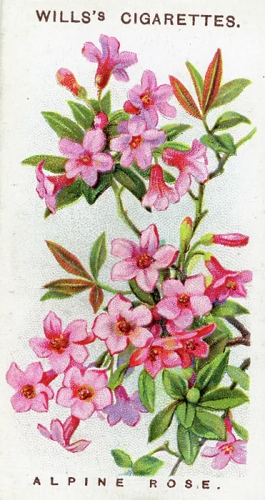 flower cigarette cards 1938 GARDEN FLOWERS complete set of 48 "cigarette" Vintage Begonia Flower Print |