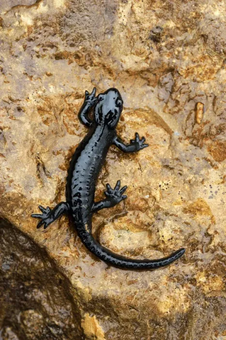 Framed Print : Alpine Salamander -Salamandra atra-, Bernese Oberland, Switzerland Framed Print : Alpine Salamander -Salamandra atra-, Bernese Oberland, Switzerland