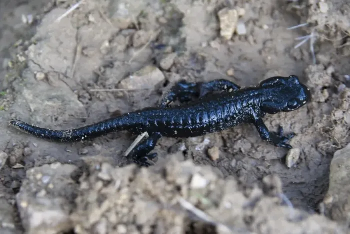 Framed Print : Alpine Salamander (Salamandra atra) Framed Print : Alpine Salamander (Salamandra atra)