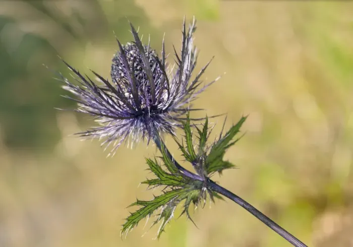 Framed Print : Alpine Sea Holly, Alpine Eryngo or Queen of the Alps -Eryngium alpinum-, inflorescence, Malbun, Liechtenstein Alps, Triesenberg, Liechtenstein