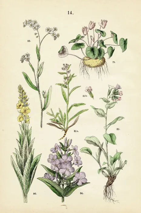 Framed Print : Alpine violet, mullein, bugloss, lungwort, forget-me-nots, meadow phlox - Botanical illustration 1883 Framed Print : Alpine violet, mullein, bugloss, lungwort, forget-me-nots, meadow phlox - Botanical illustration 1883