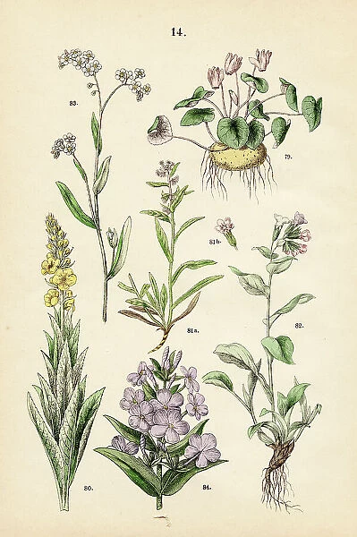 Alpine violet, mullein, bugloss, lungwort, forget-me-nots, meadow phlox - Botanical illustration 1883