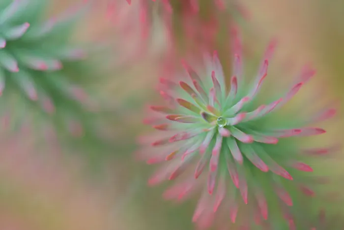 Framed Print : Alpine Wall Plant with Rain Droplet Close Up Photograph Framed Print : Alpine Wall Plant with Rain Droplet Close Up Photograph