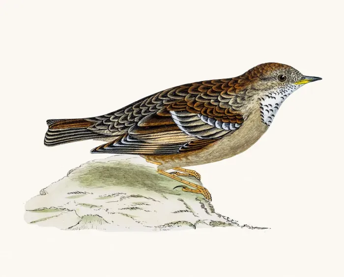 Framed Print : Alpine Warbler bird