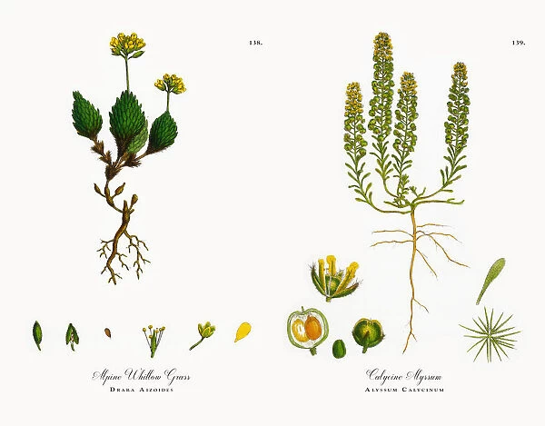 Alpine Whitlow Grass, Draba Aizoides, Victorian Botanical Illustration, 186