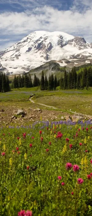 Framed Print : Alpine Wildflowers, Mt. Rainier National Park, Washington State, USA