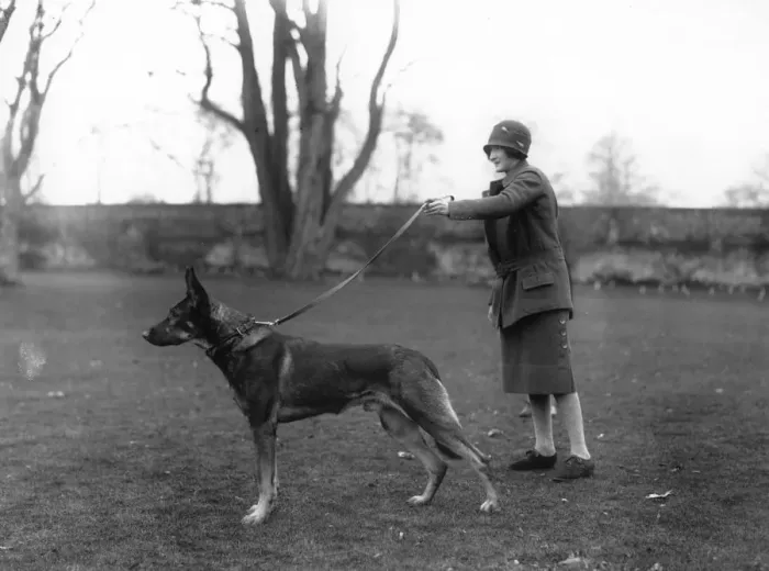 Framed Print : Alsatian And Owner Framed Print : Alsatian And Owner
