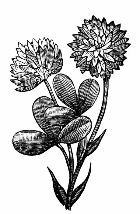 Framed Print : Alsike clover (Trifolium hybridum) Framed Print : Alsike clover (Trifolium hybridum)