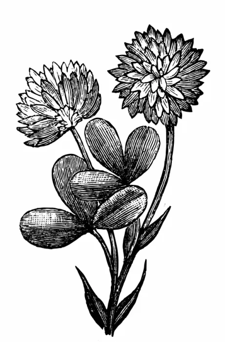 Framed Print : Alsike clover (Trifolium hybridum) Framed Print : Alsike clover (Trifolium hybridum)