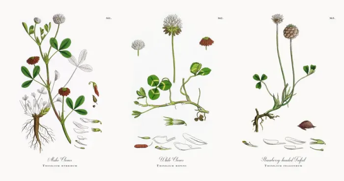 Framed Print : Alsike Clover, Trifolium hybridum, Victorian Botanical Illustration, 1863 Framed Print : Alsike Clover, Trifolium hybridum, Victorian Botanical Illustration, 1863