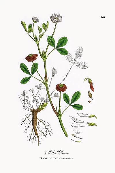 Alsike Clover, Trifolium hybridum, Victorian Botanical Illustration, 1863