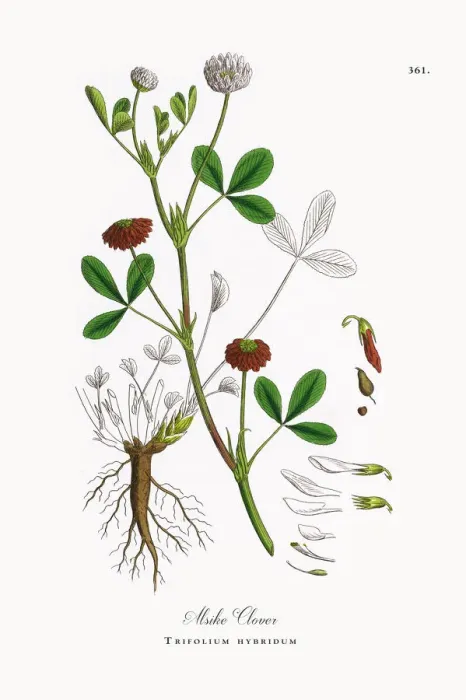 Framed Print : Alsike Clover, Trifolium hybridum, Victorian Botanical Illustration, 1863 Framed Print : Alsike Clover, Trifolium hybridum, Victorian Botanical Illustration, 1863