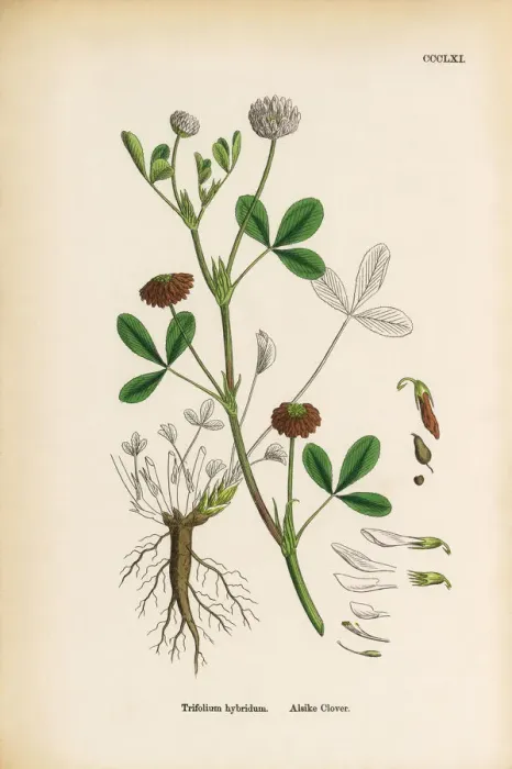 Framed Print : Alsike Clover, Trifolium hybridum, Victorian Botanical Illustration, 1863 Framed Print : Alsike Clover, Trifolium hybridum, Victorian Botanical Illustration, 1863