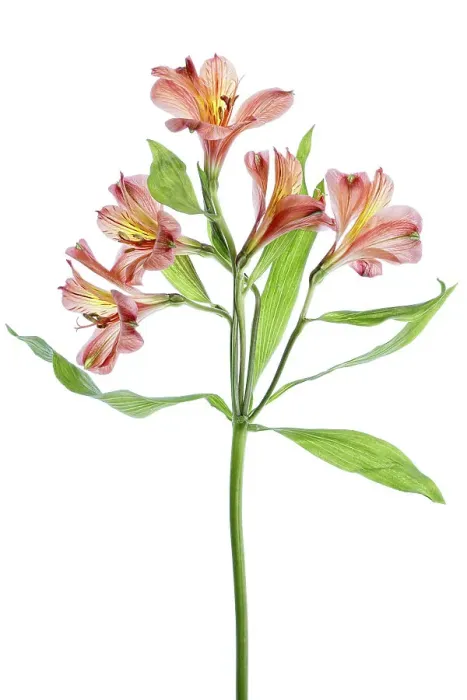 Framed Print : Alstroemeria Framed Print : Alstroemeria