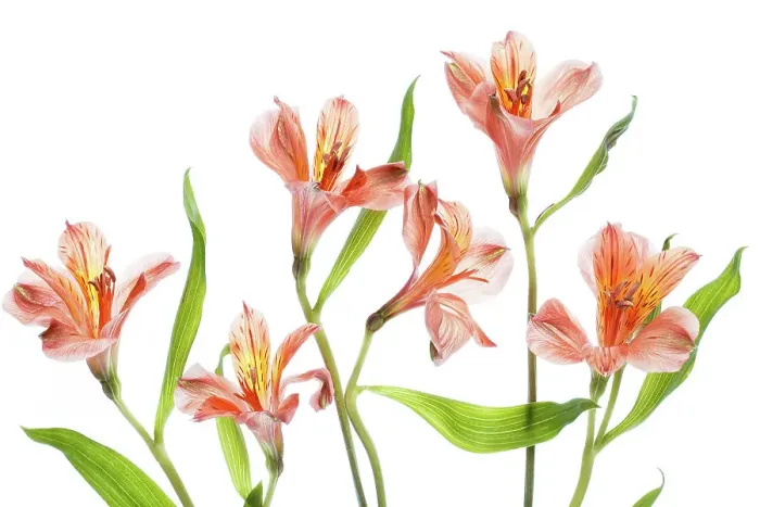Framed Print : Alstroemeria