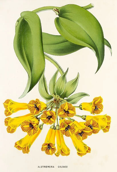 Alstroemeria caldasi, 19th century illustration