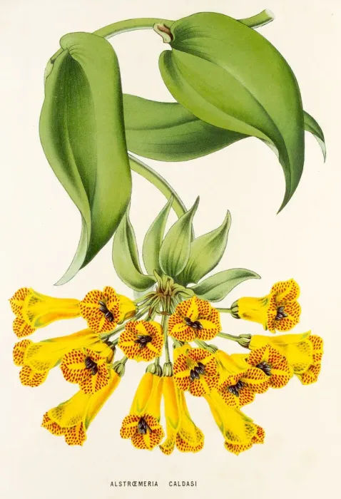 Framed Print : Alstroemeria caldasi, 19th century illustration Framed Print : Alstroemeria caldasi, 19th century illustration