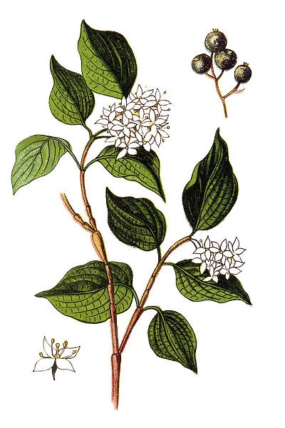 Alternate-leaf Dogwood (Cornus alternifolia)