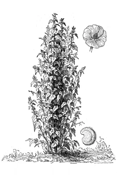 Framed Print : Althaea officinalis (marsh-mallow, marsh mallow or common marshmallow) Framed Print : Althaea officinalis (marsh-mallow, marsh mallow or common marshmallow)