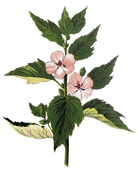 Althaea officinalis, or marsh-mallow